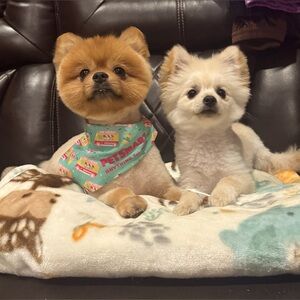 Meet your Posher, Yare